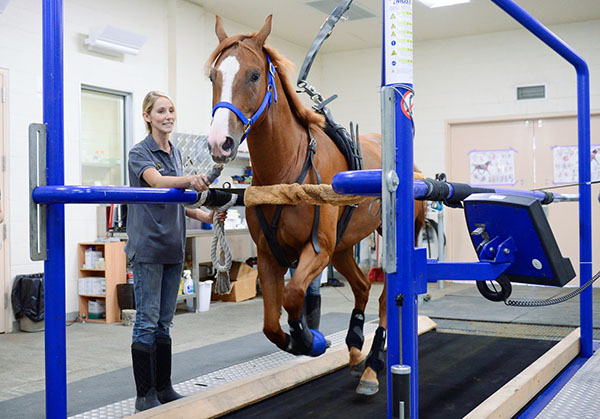 Unique Research Herd Helping to Determine What Drugs Can Be Detected in Horses and For How Long