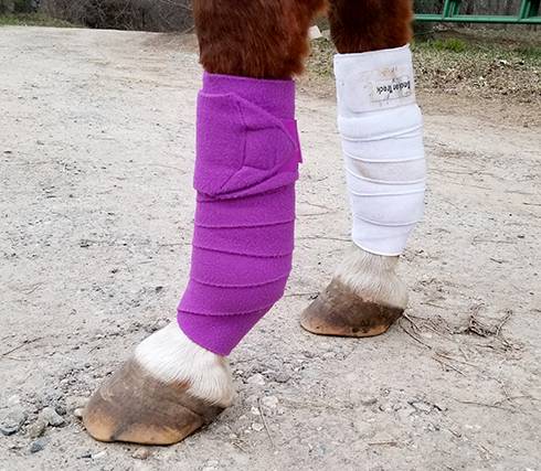 How to Protect Your Horse’s Legs