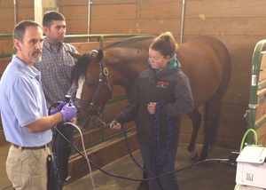 Equine Gastroscopy Educational Videos Now Available for Veterinarians 