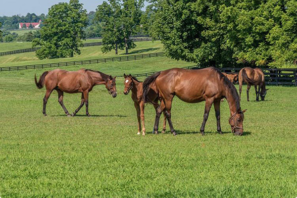 Horse Farm Sees Success From Pasture Renovations