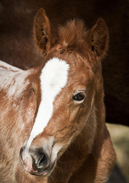 HYPP Test Results For Appaloosa Foals