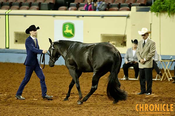 Congratulations 2018 AQHA Youth World Showmanship Finalists!