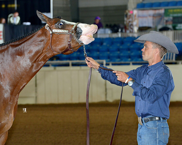 Behind the Scenes at 2018 Paint Horse Congress