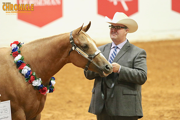 Afternoon WCHA Big Money APHA World Halter Winners Include Smith, Coon, and More