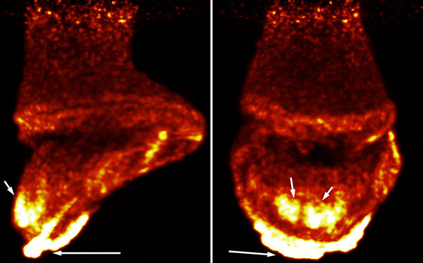 At the Forefront of PET Veterinary Imaging