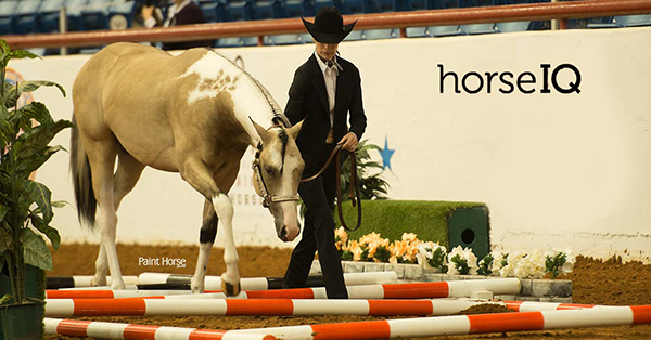 Yearling In-Hand Trail Added to APHA HorseIQ Library