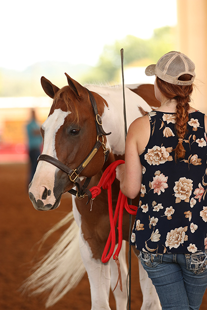 The Horse: Pet, Livestock, or Something Different Entirely