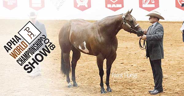 Red Hot N Stylish Sweeps Open, Youth, and Amateur For Third Time in Her Career at APHA World