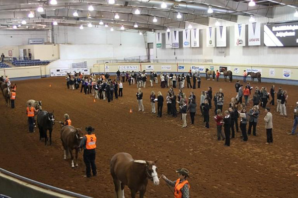 AQHA World Show Horse Judging Contest