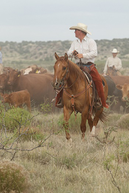 AQHA Announces New Ranching Heritage Breeder Internship Fund