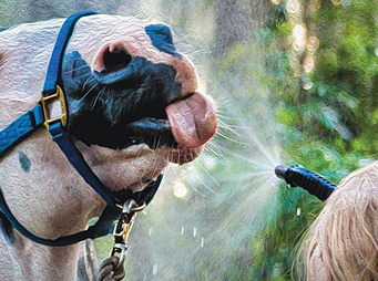 Electrolytes, Sweating, and Anhidrosis in Horses
