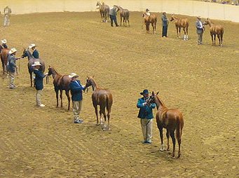 Halter Help! – Avoiding Problems in the Pen