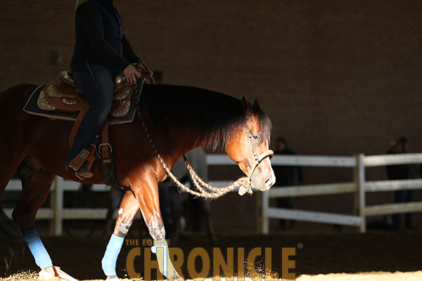 Equine Chronicle Congress Masters Lineup