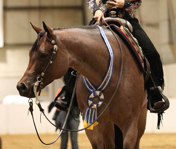 Rachel Trebesh and No Doubt I Shine Win Congress 4 and 5-Year-Old Non Pro Trail Stakes