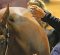 Tipping Etiquette in the Horse Industry Tipping Etiquette in the Horse Industry
