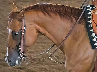 NCEA – How Collegiate Riding is Changing Horsemanship Classes