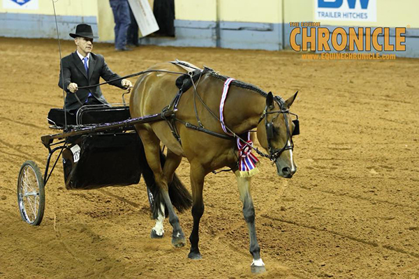 Kevin Dukes and Al Wayz On Your Mind Win AQHA World Junior Pleasure Driving