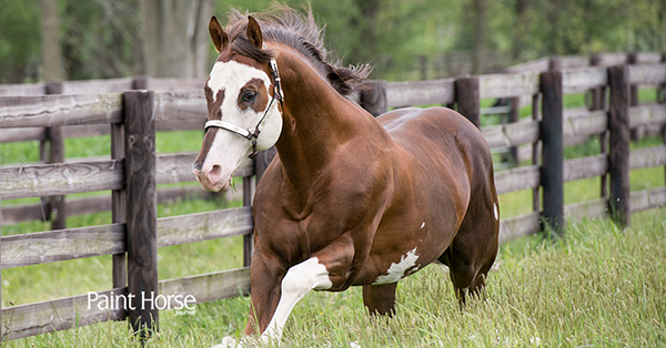 4 Reasons to Subscribe Your Stallion to APHA Breeder’s Trust