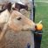 Feeding Pumpkin to Horses