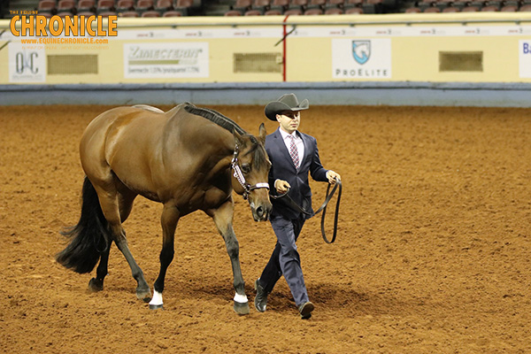 The Boys Club Dominates Amateur Showmanship at AQHA World Show