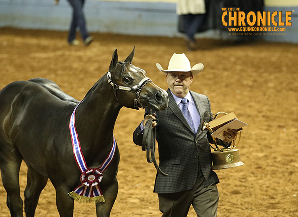 Final AQHA World Show Halter Wins Go to Rumerz R Flyin Babe, Bigger Dreams, Romeiro, Evinceble, and Bee Jewelled