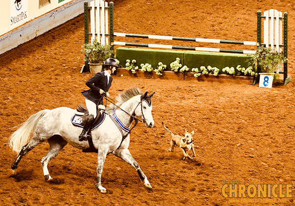 EC Photo of the Day- Doggie Victory Lap