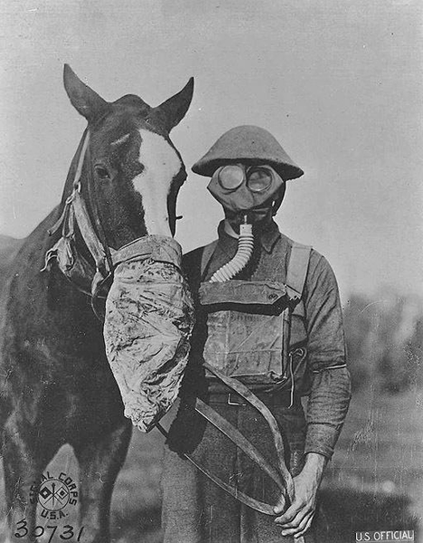 Learn More About the 10 Million Horses and Mules That Served During WWI