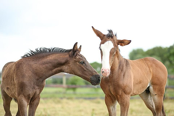Just in Time For The Holidays, The Story of a Colt Named Noel