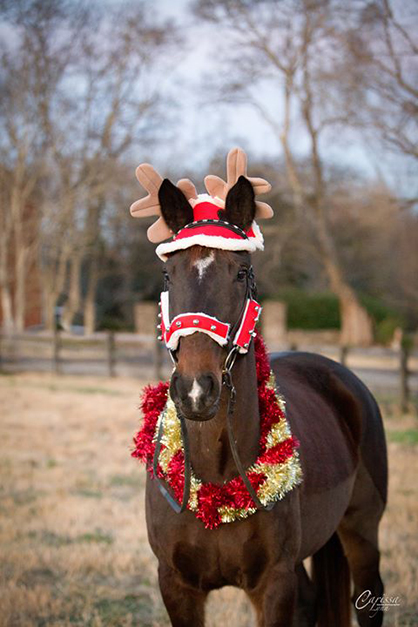 EC Photo of the Day- Santa’s New Head Reindeer