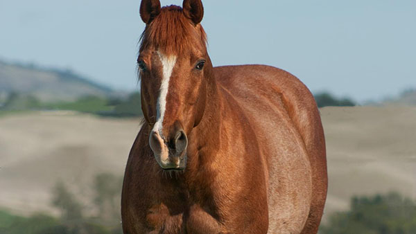 Surgeons Repair Quarter Horse’s Broken Leg With 12-Hole Locking Compression Plate and Screws