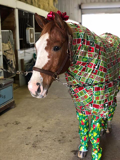 EC Photo of the Day- How to Wrap a Horse…
