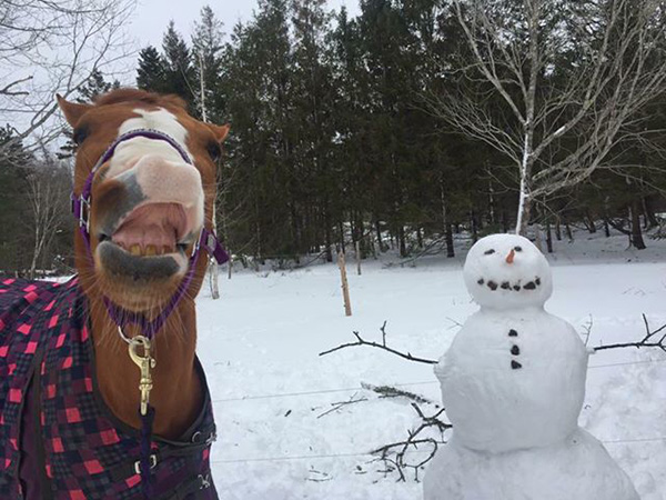 EC Photo of the Day- A Horse and a Snowman