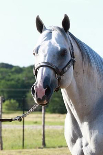 BRTSendingMyRegards is 52nd Open Supreme Champion in AQHA History