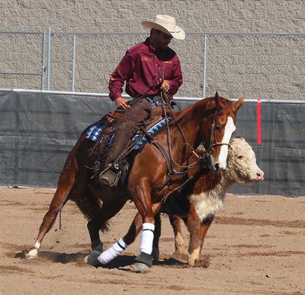 Full Slate of Cattle Classes Coming to 2019 AZ Sun Circuit