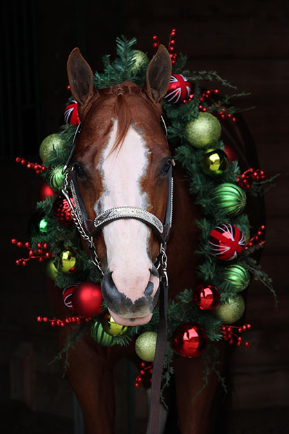 EC Photo of the Day- All Decked Out For Christmas!