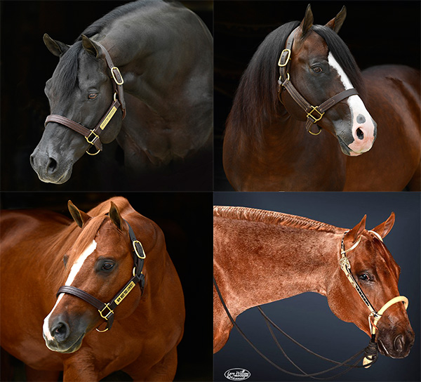 Four New Stallions Join WPSS Program