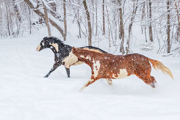 EC Photo of the Day- Winter Wonderland Gallop
