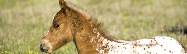 ApHC: Tips For New Foal Registration