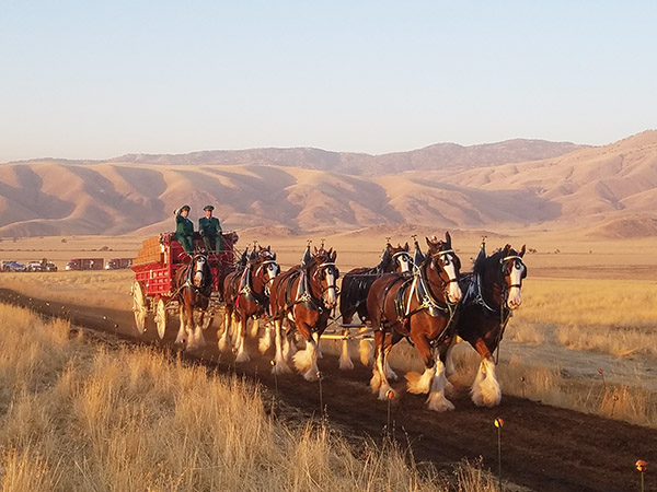 Behind the Scenes of Budweiser’s Newest Clydesdale Commercial