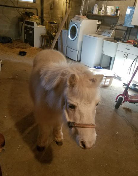 35-Year-Old Horse Rides Out Arctic Freeze in Owner’s Basement