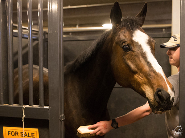 2019 Equine Affaire Coming to Columbus, Ohio This April