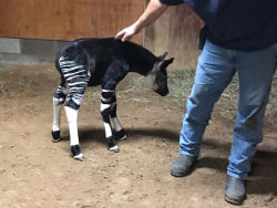 Not Exactly a Horse… But Vets Lend Their Expertise to Help an Exotic Okapi