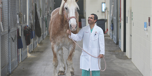 Could Blocking a Certain Enzyme Help Laminitis, and Have Applications For Human Arthritis?