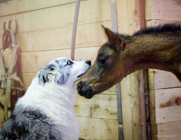 EC Foal Photo of the Day- Best Buds!