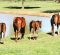 Weaning Foals Using the Farmers’ Almanac Weaning Foals Using the Farmers’ Almanac