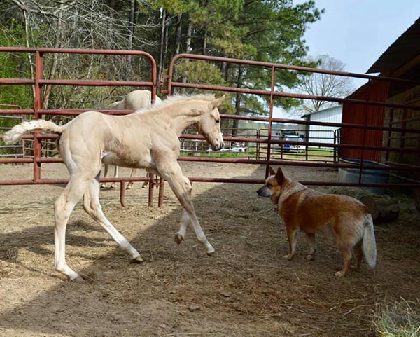 EC Video of the Day- A Special Bond