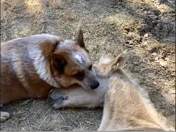 Orphaned Foal Adopted by Loving Dog | Equine Chronicle