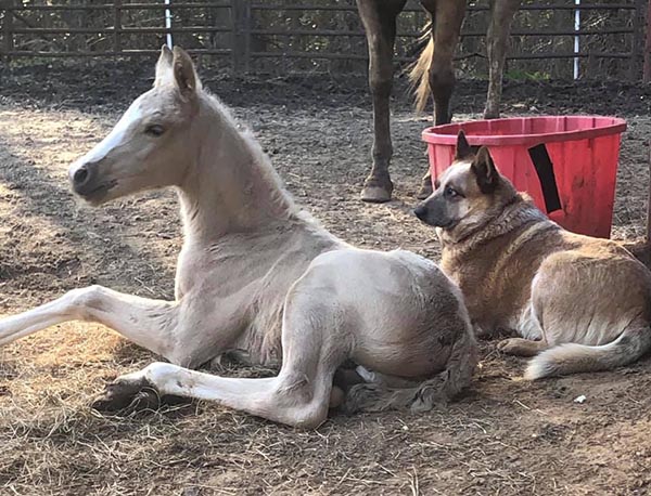Orphaned Foal Adopted by Loving Dog | Equine Chronicle