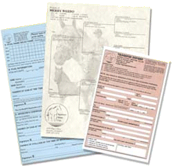 Your Appaloosa May Advance to Regular Registration Through Leopard Complex Testing