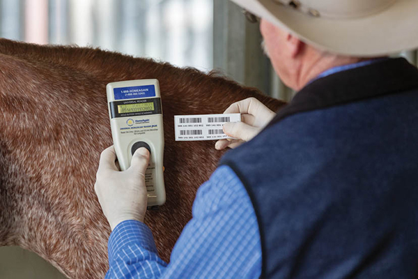 AQHA Launches Microchip Pilot Program